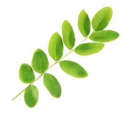 Green leaves isolated on white