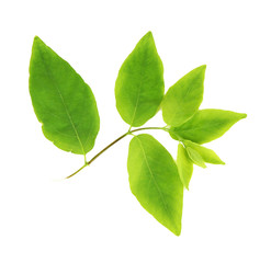 Green leaves isolated on white