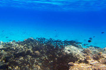 Coral reef of Red Sea with tropical fishes, Egypt
