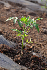 Growth of tomato plant seedlings in a greenhouse