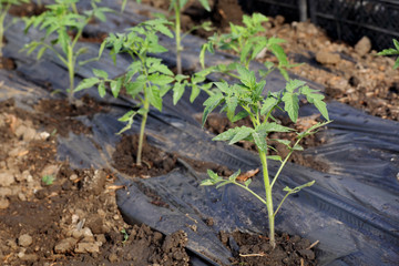Growth of tomato plant seedlings in a greenhouse