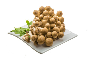 Japan mushroom Shimeji