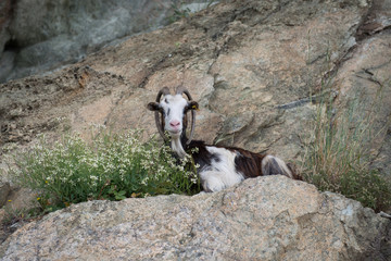 Goat eating flowers on a boulder © bigmagic
