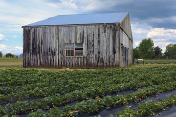 Old barn on strawberry field