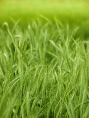 Organic green wheat close up