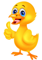 Cute baby chicken with thumb up