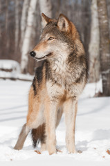 Grey Wolf (Canis lupus) Stands in Treeline Looking Left