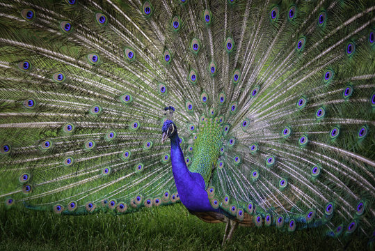 Peacock