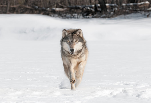 Fototapeta Grey Wolf (Canis lupus) Runs Directly at Viewer