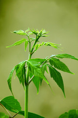 maple green leaves summer natural background wallpaper