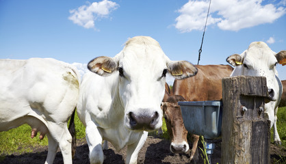 Cows color image © stefanopez