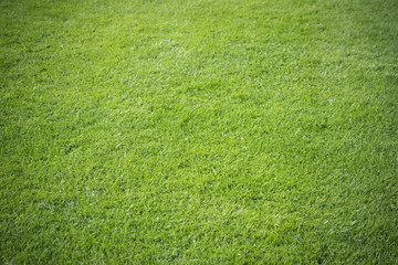 grass background