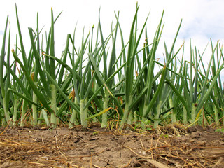 Obraz premium Onion field