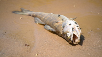 dead fish