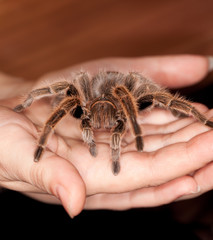 rose hair tarantula