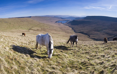 Obraz premium Wild horses and mountain scenic.