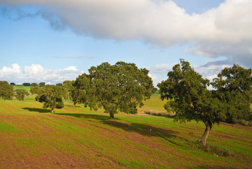 Fototapeta premium Landscape in Alentejo