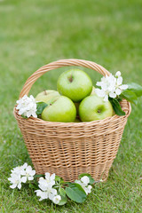 Ripe green apples in basket