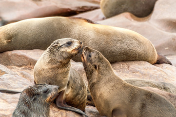 Fototapeta premium Seal Colony