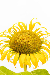 a large beautiful sunflower on white background