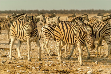 Fototapeta na wymiar Stado Plains Zebra