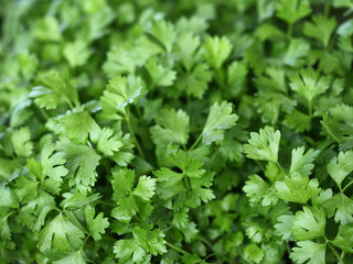 Young parsley