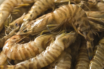 A fresh catch of prawns