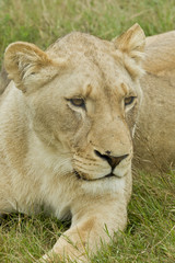 Inquisitive lioness