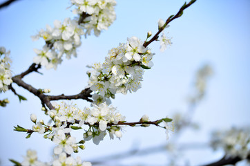 Obraz premium Cherry