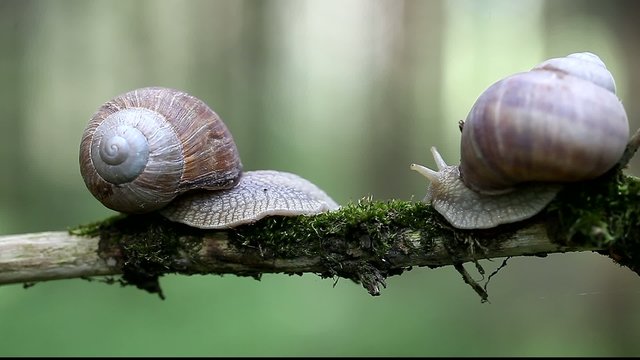 Snails-Helix pomatia in forest on a branch episode 1