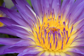 Nymphaea Lily Purple