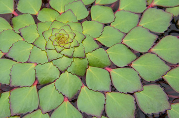 Ludwigia Mosic Plant