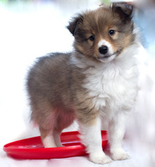 little puppy Sheltie