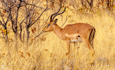 Naklejka premium Antelope