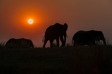 Fototapeta na wymiar Evening Elephants