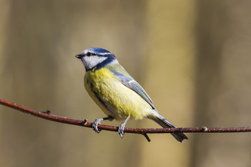 Blue Tit (Parus caeruleus)