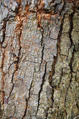 Fototapeta premium Texture Of Wood 