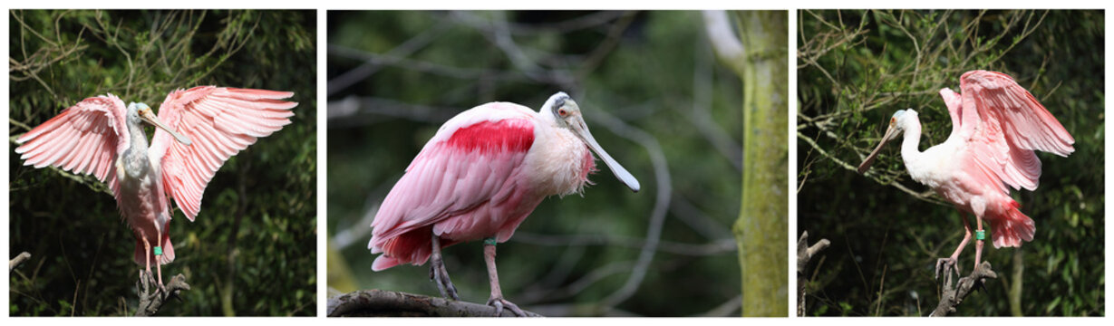 Roseate spoonbil, latalea ajaja