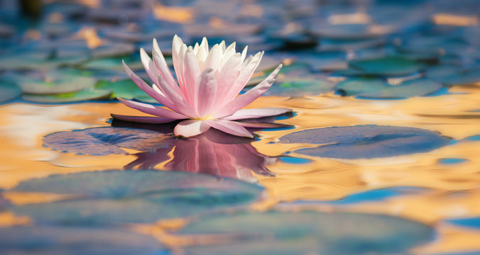 Le Ninfee Di Monet Un Incantesimo Di Acqua E Luce Recensione