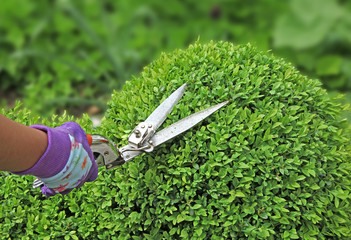 taille d'unbuxus en boule