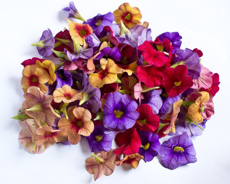 Fiori colorati