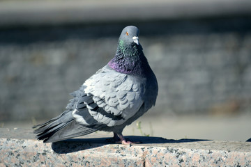 pigeon big plan was looking directly at the camera