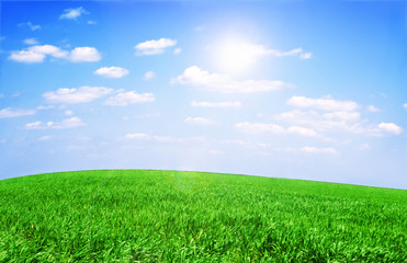 Field of grass and perfect sky