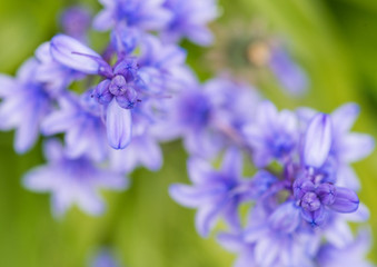 Obraz premium Springtime Blues