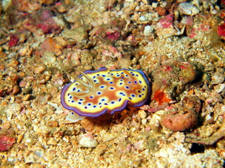 Sea slugs of the Philippine sea