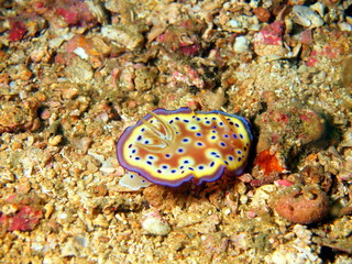 Sea slugs of the Philippine sea