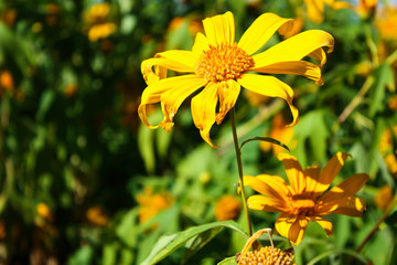 Mexican sunflower weed