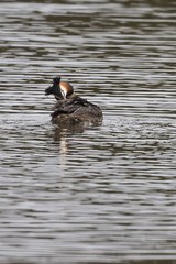 Great Crested Grebe