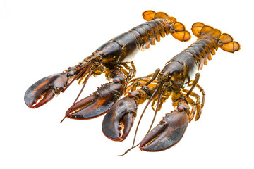 Raw lobster