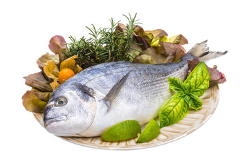 Fresh raw dorada